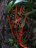 8359 Biotopo del Quetzal